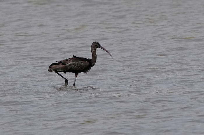 Zwarte Ibis 1.jpg